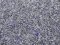 75 x 100 cm Grasmatte Streumatte gerollt grau H0 / N
